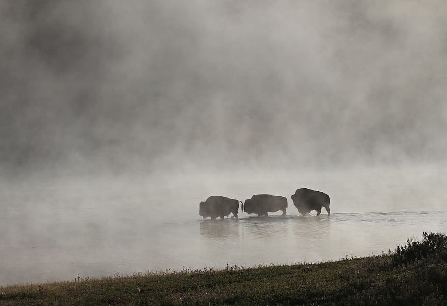 three animals walks on calm water, bison, buffalo, herd, mist, HD wallpaper