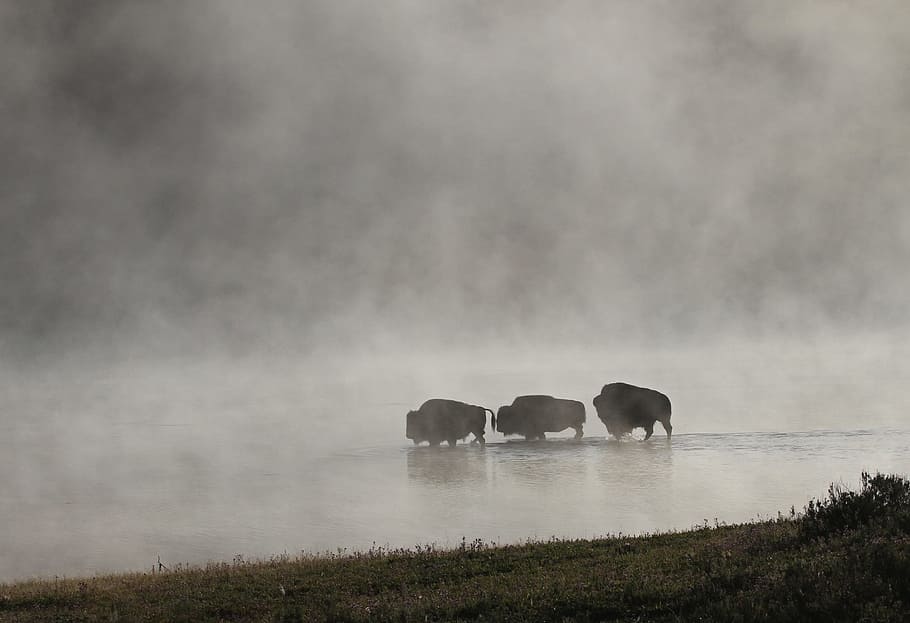 three animals walks on calm water, bison, buffalo, herd, mist HD wallpaper