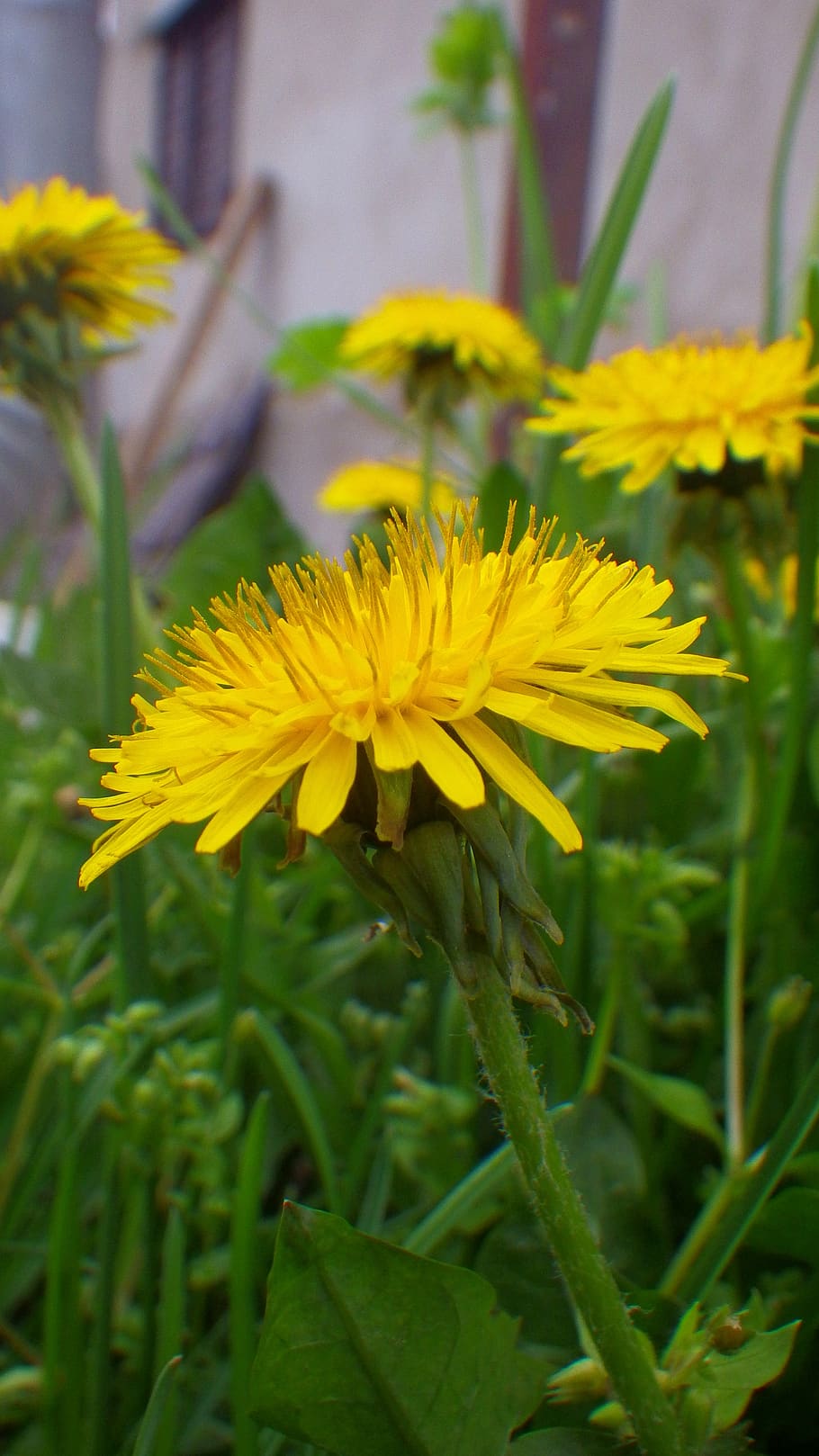 flower, bloom, spring, flowers, flowering plant, yellow, freshness HD wallpaper