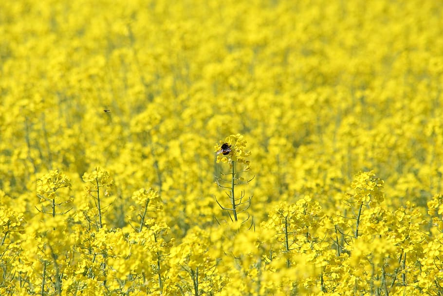 rape, bumblebee, rape field, blooming rapeseed, oilseed Rape HD wallpaper