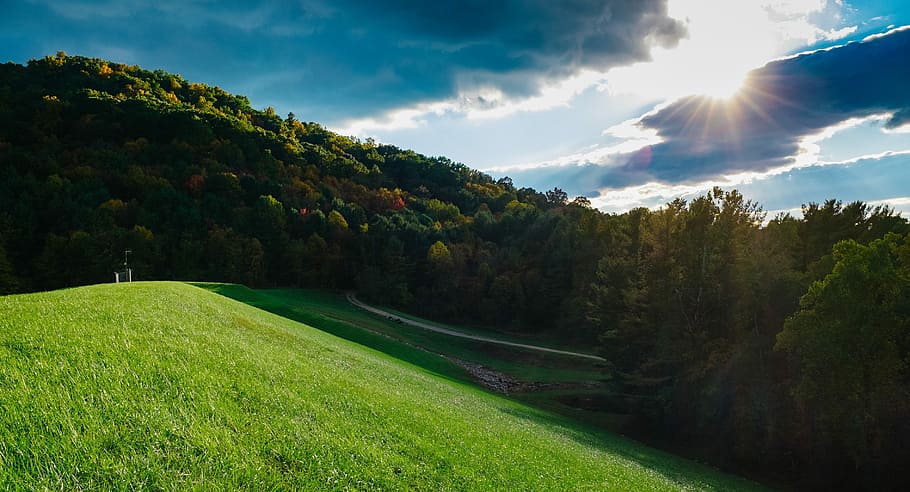 field of green grass near trees, green trees and grass field at daytime HD wallpaper