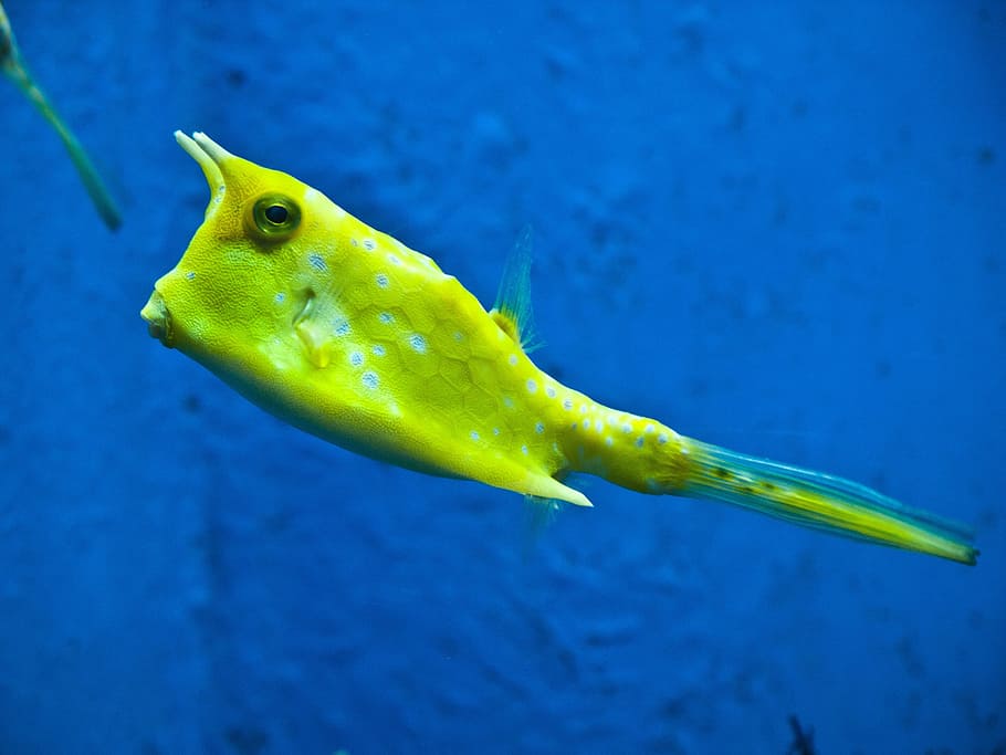 Green Amphibian, aquarium, boxfish, cowfish, horns, long horns HD wallpaper
