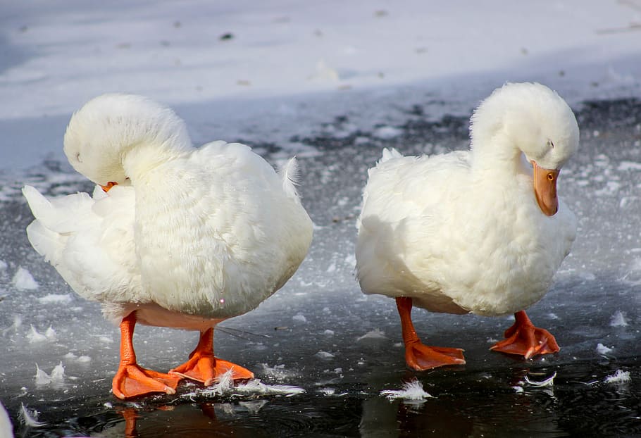 two, duck, pair, cold, winter, bird, animal, group of animals HD wallpaper