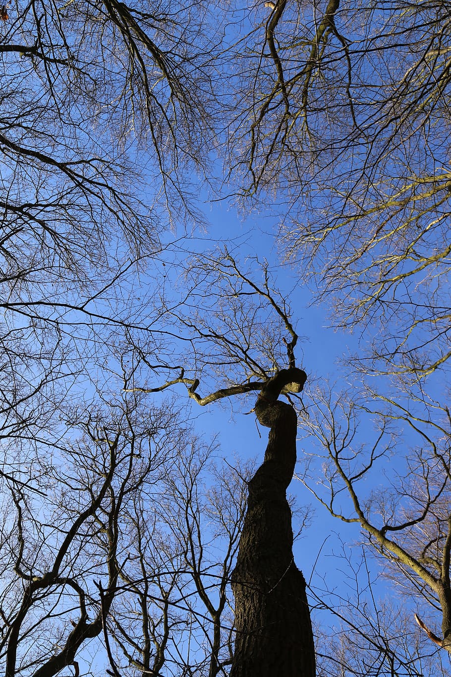Canopy, Forest, Trees, Crown, Treetop, branches, log, sky, nature HD wallpaper