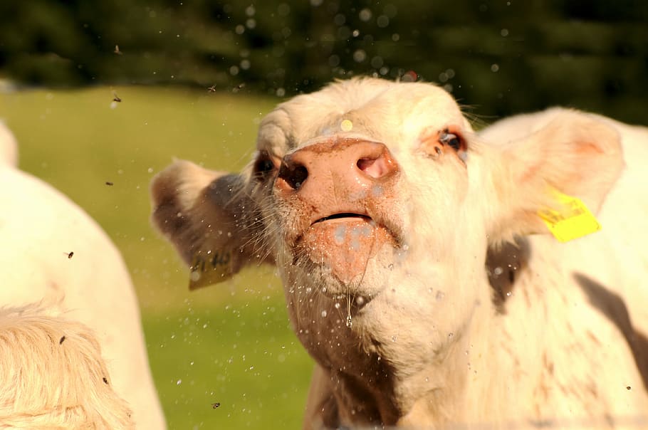 beef, white, drink, water, nature, animal, face, mammal, one animal HD wallpaper