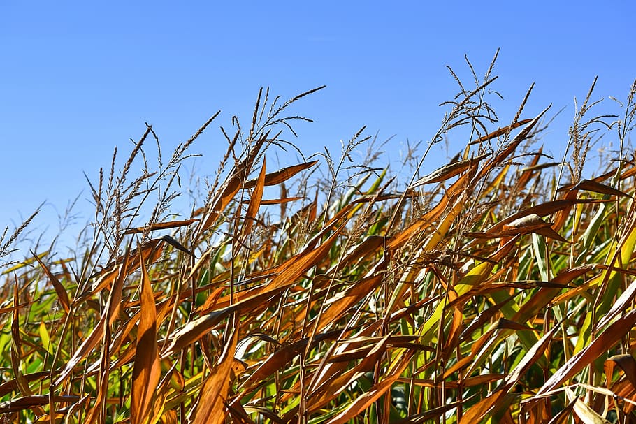 Corn, Nature, Autumn, Landscape, Flask, air, growth, agriculture HD wallpaper