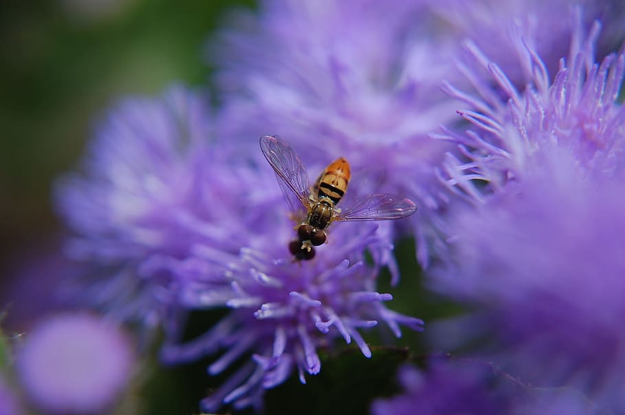 Flower, Insect, Nature, Spring, Garden, summer, blossom, floral HD wallpaper