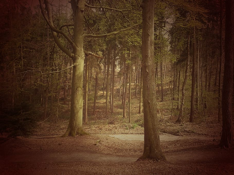 forest, tree, landscape, mood, fairy tale forest, nature, woodland HD wallpaper