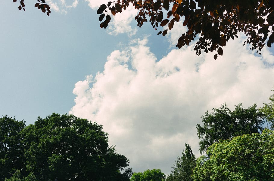 Trees and sky, nature, outdoors, day, cloud - Sky, summer, blue HD wallpaper