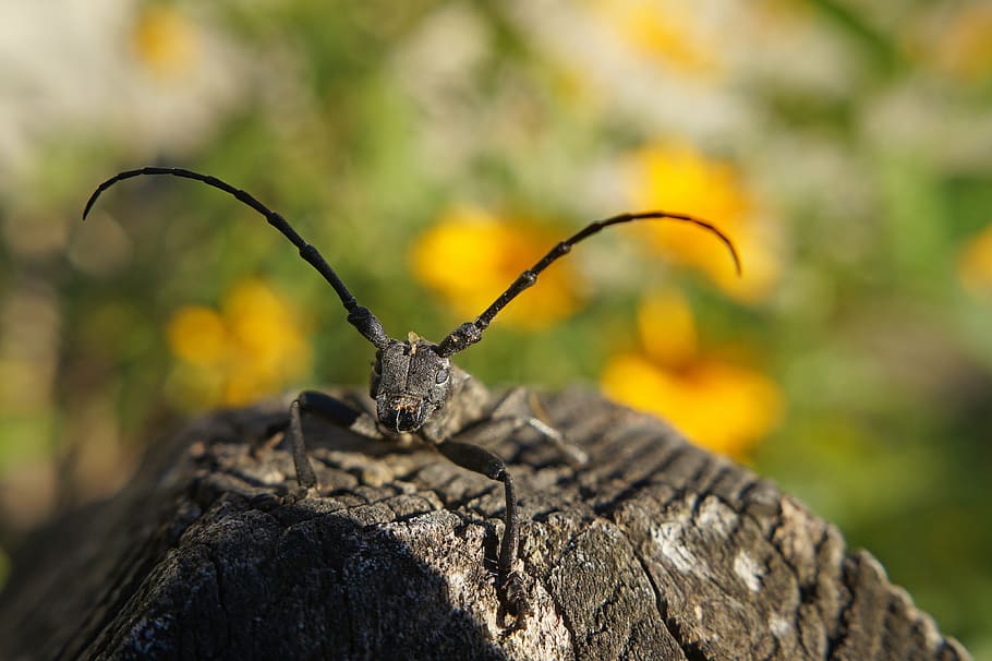 cincér, insect, beetle, macro, morimus funereus, one animal HD wallpaper