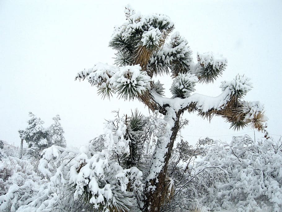 HD wallpaper Landscape, Scenic, Winter, Snow, joshua tree, joshua tree