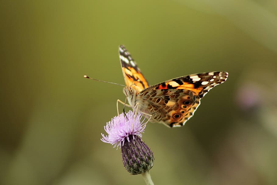 butterfly, macro, nature, insect, flower, invertebrate, animal wing HD wallpaper