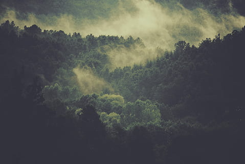 aerial photography of foggy mountain, trees on forest surrounded with fog HD wallpaper