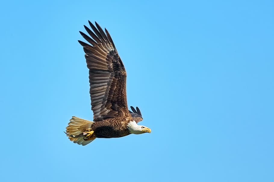 flying bald eagle, bald eagle on flight, wing, beak, birdlife, HD wallpaper
