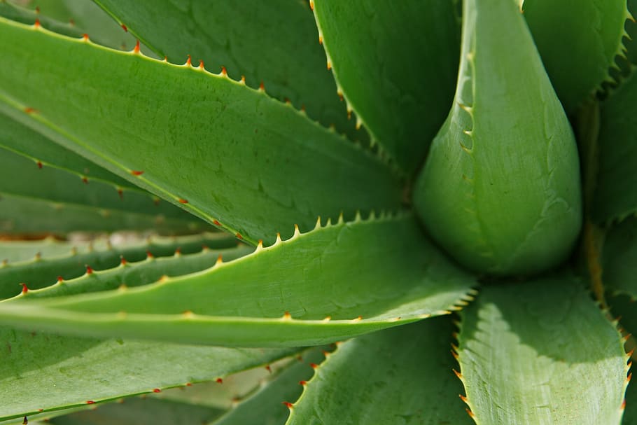 shallow focus photography of green Aloe vera, leaves, leaf, plant, HD wallpaper
