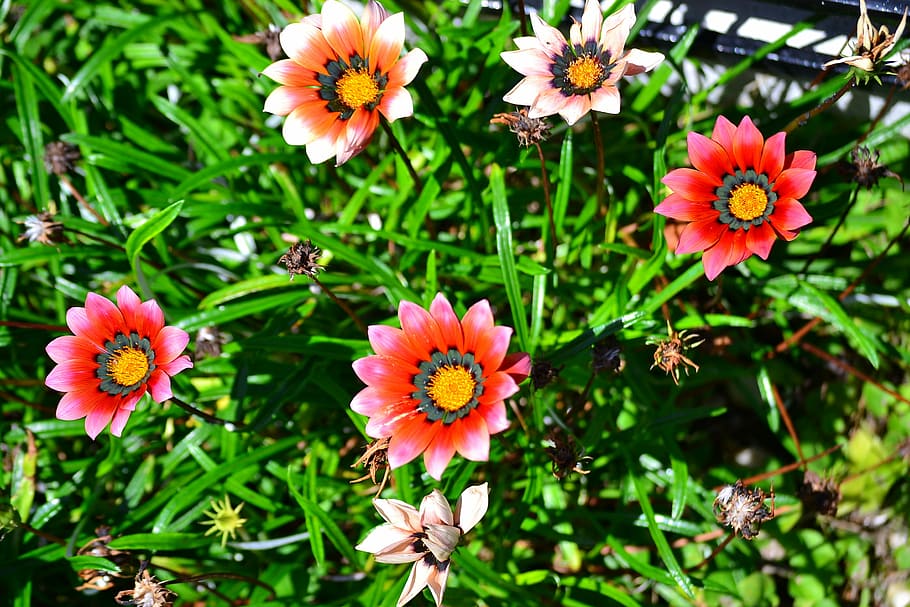 Flowers, Nature, Plants, growth, fragility, outdoors, flowering plant HD wallpaper