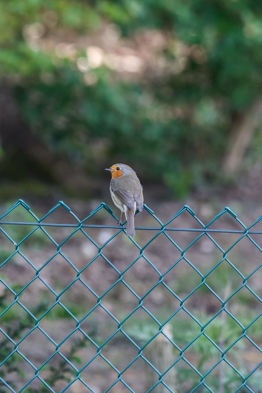 Robin, Bird, Fence, Nature, sitting, animal, wildlife, outdoors HD wallpaper