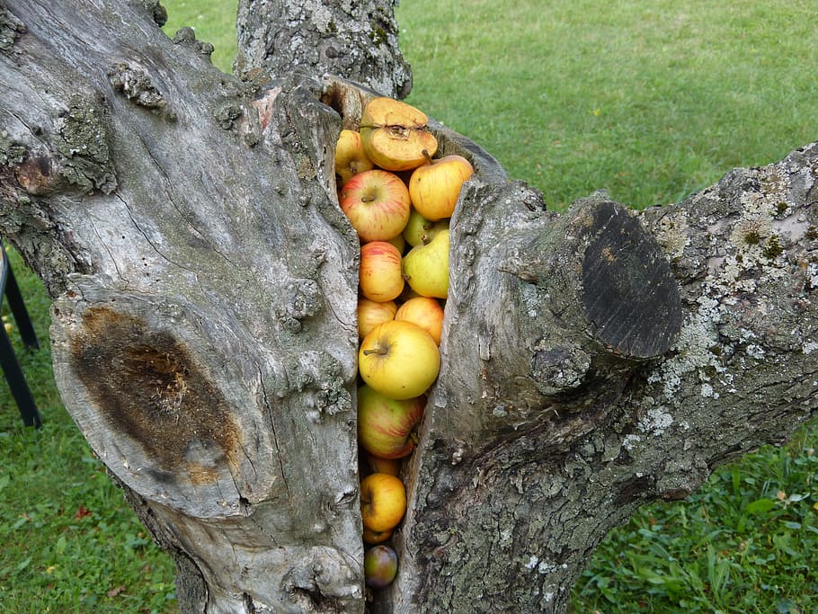 tribe, tree, apple, stock, gap, food, fruit, apple tree, garden HD wallpaper