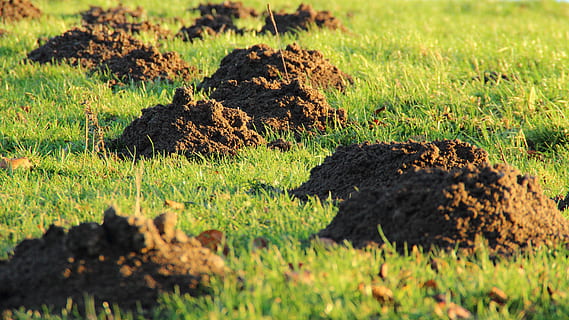 landscape photo of green grass field, molehill, earth, meadow HD wallpaper