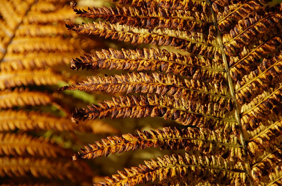 fern, autumn, brown, beautiful, brownish, close, of course HD wallpaper