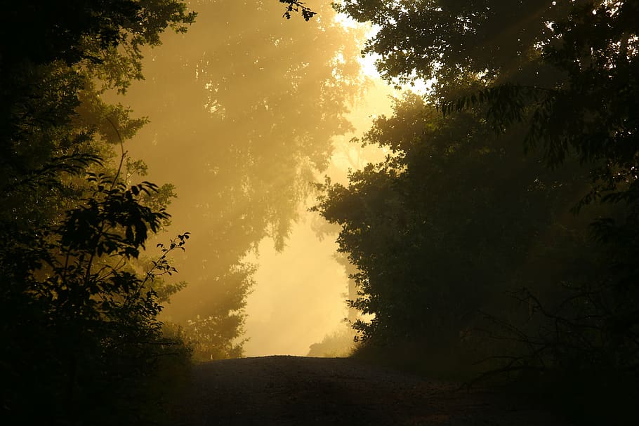 away, fog, trees, forest, mood, autumn, mystical, sun, early in the morning HD wallpaper