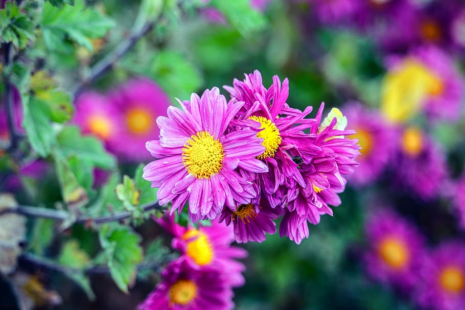 pink, blossom, spring, nature, bloom, green, wallpaper, flower HD wallpaper