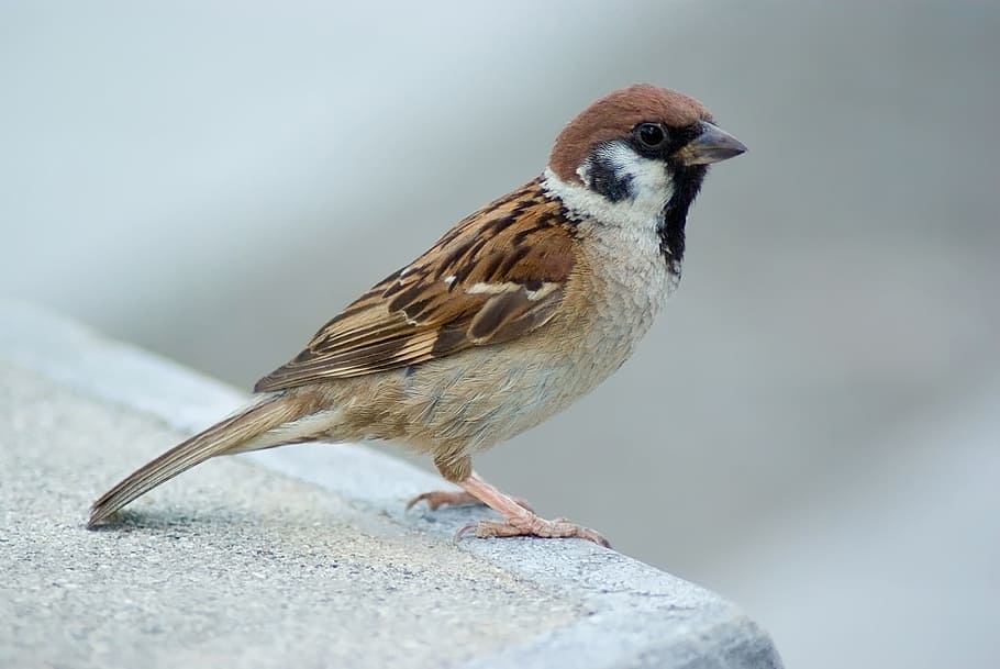 shallow focus photography of brown and white bird, house sparrow, HD wallpaper