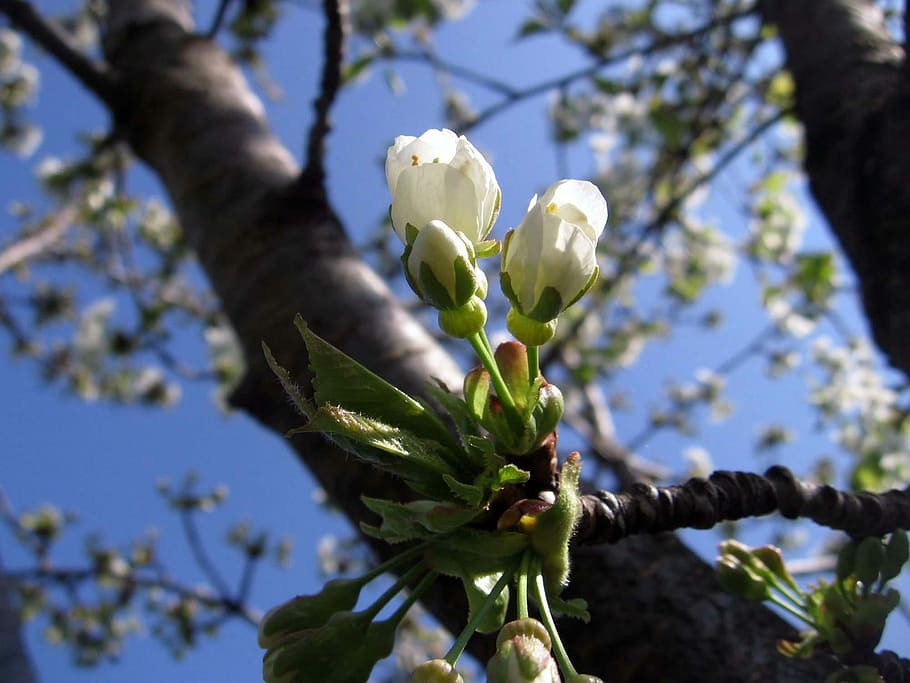 Tree, Flowers, Buds, Apricot, Spring, white, nature, growth HD wallpaper