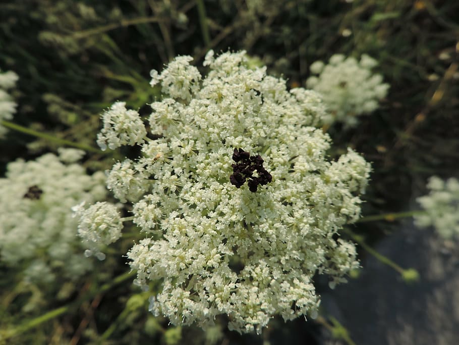 flower, insect, nature, spring, summer, white, plant, growth HD wallpaper