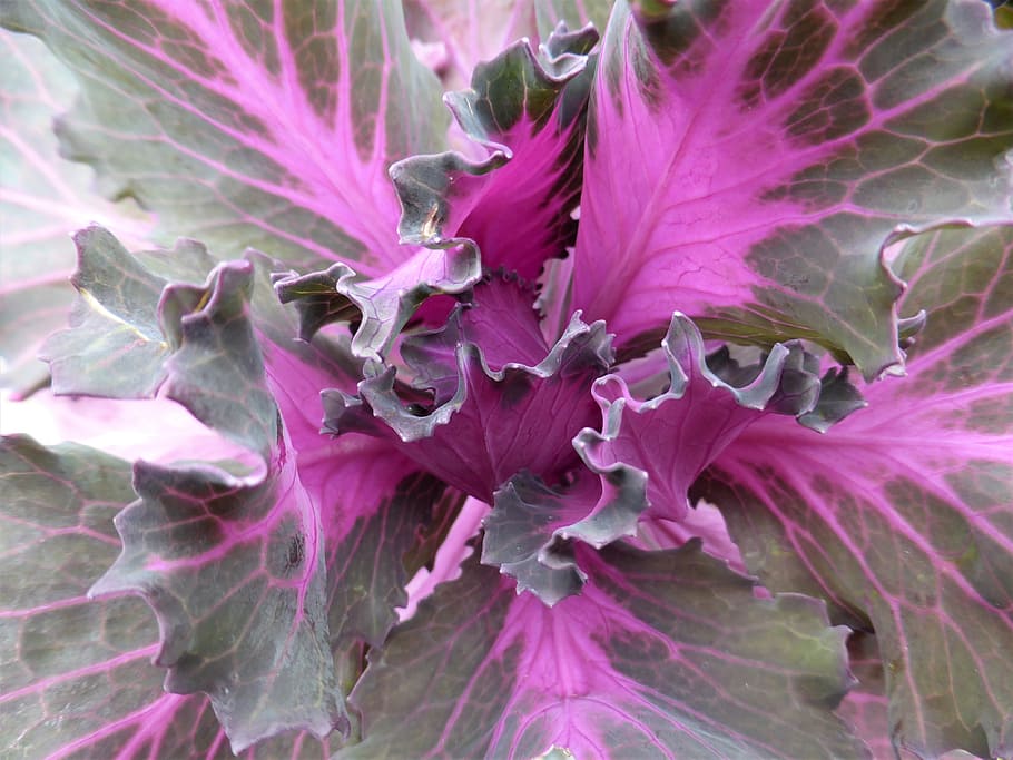 cabbage, macro, purple, growth, plant, close-up, flower, freshness HD wallpaper