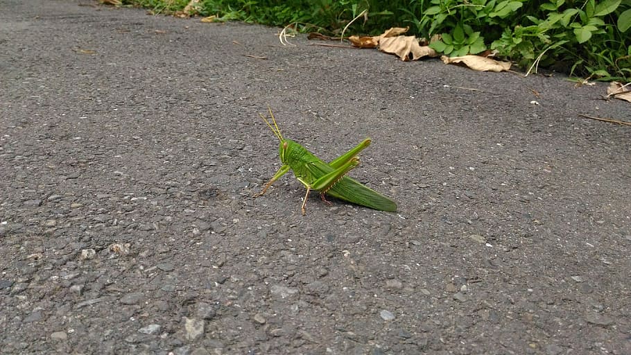 Grasshopper, Insect, Bug, plant, leaf, green color, outdoors HD wallpaper