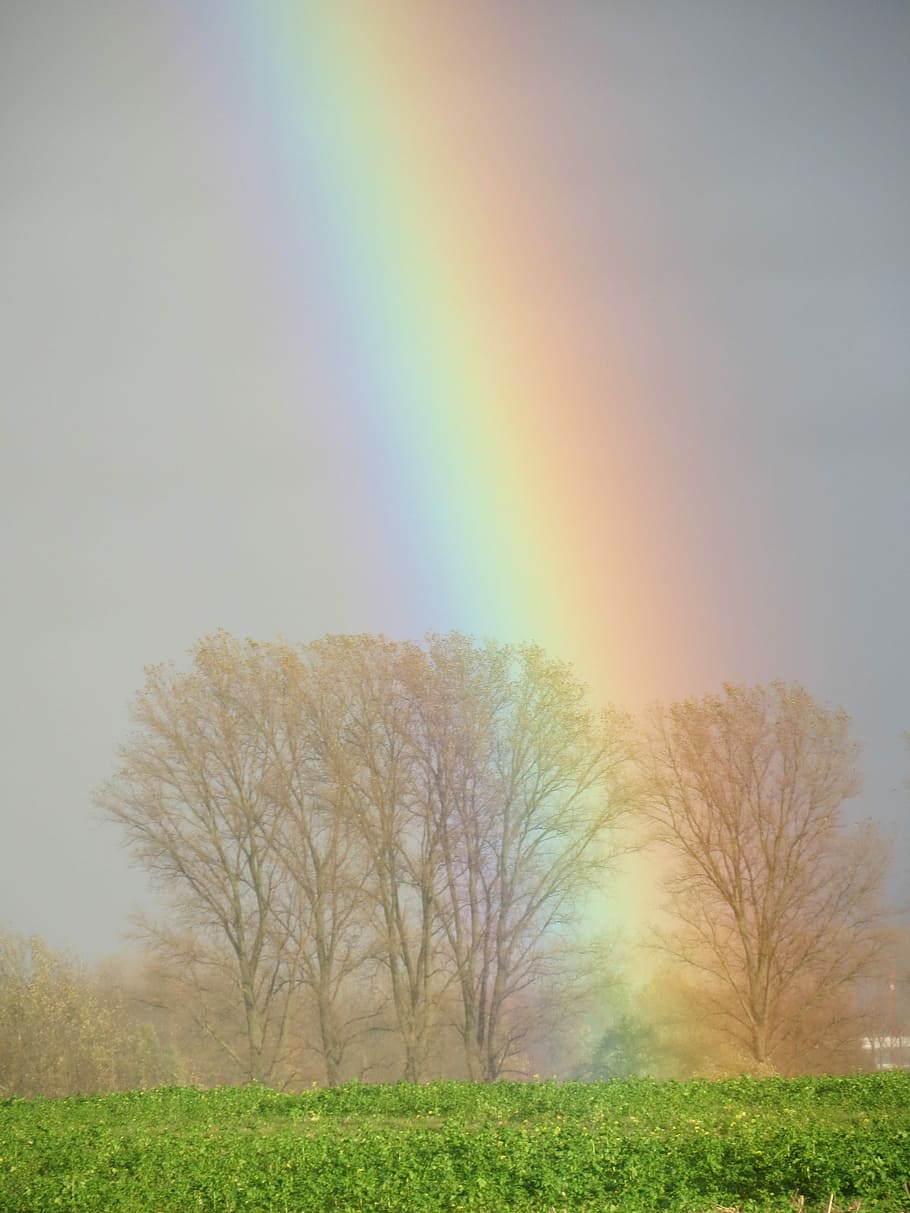 Rainbow, Trees, Colorful, Scenic, effect, landscape, meteorology HD wallpaper