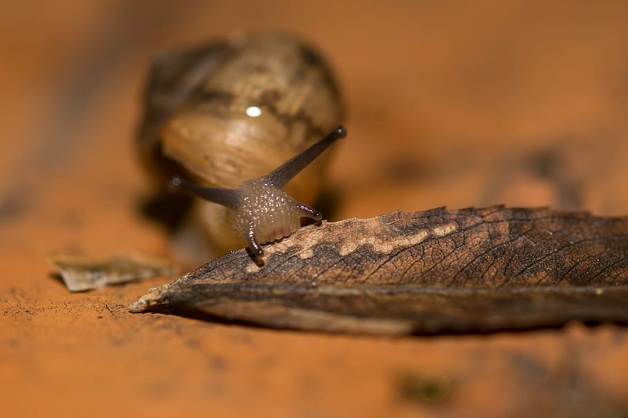 Snail, Affix, Mollusc, one animal, animals in the wild, animal themes HD wallpaper