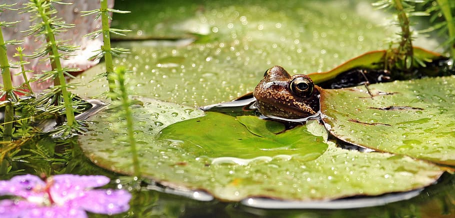 close-up shot of brown frog, water lilies, nuphar, lily pad, nuphar pumila leaf, HD wallpaper