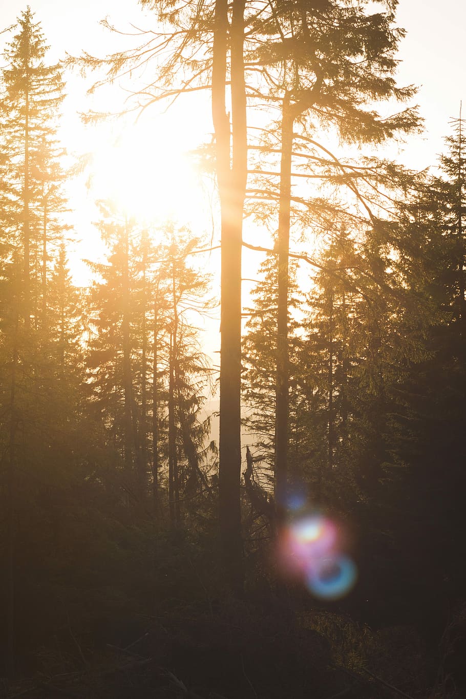 green pine trees during daytime, silhouette of trees with sun rays passing through HD wallpaper