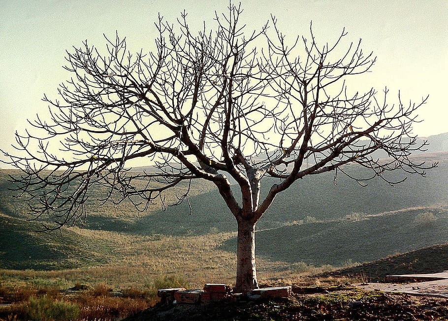 Tree, Alone, Nature, leafless, environment, horizon, hills HD wallpaper