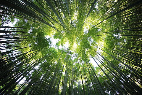 forest trees in low angle photography, perspective, sunlight HD wallpaper