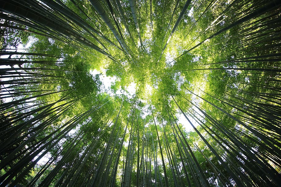 forest trees in low angle photography, perspective, sunlight HD wallpaper
