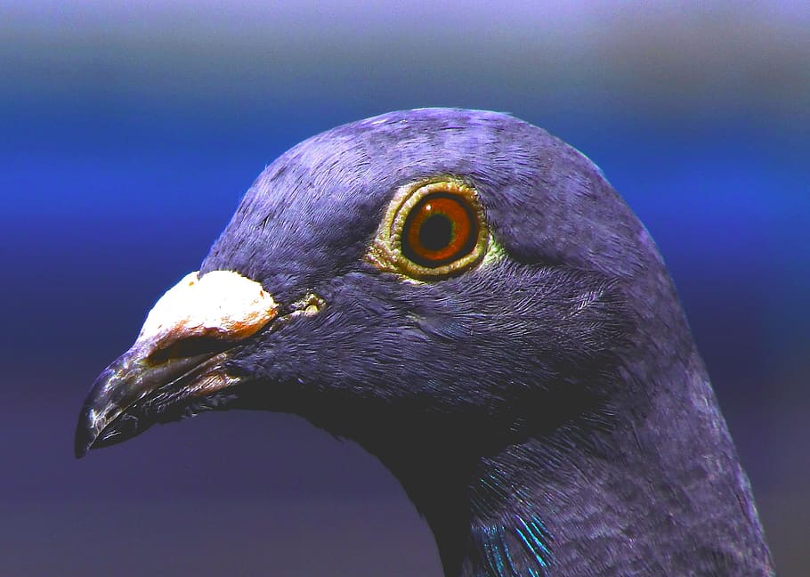 closeup photo of rock pigeon, dove, homing pigeon, purple, bird, HD wallpaper