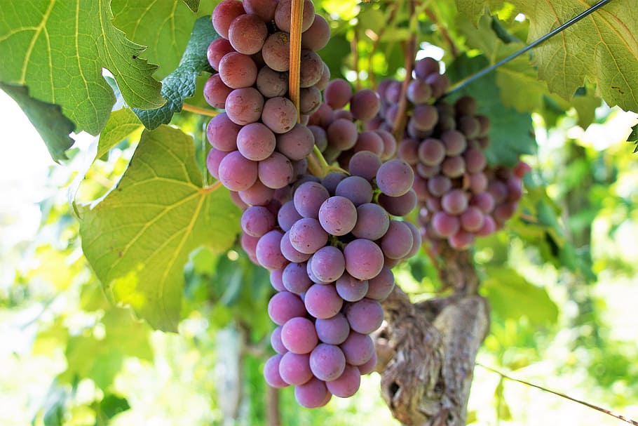 shallow photograhpy of grapes, uva, fruit, vine, cacho, wine