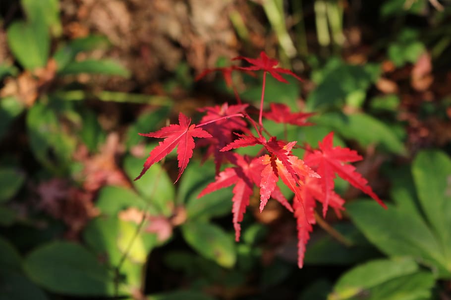 autumn, leaves, foliage, red, fall, tree, plants, plant part HD wallpaper
