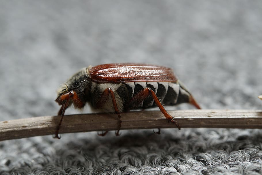 maikäfer, may, beetle, insect, spring, creature, chitin shell HD wallpaper