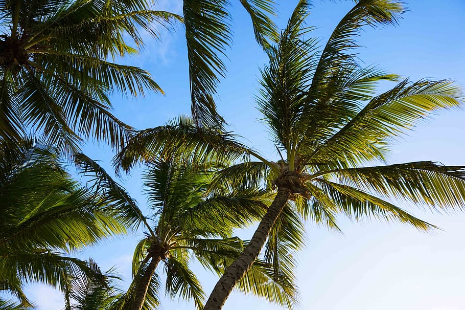 light, brightness, sky, coconut trees, tropical climate, palm tree HD wallpaper