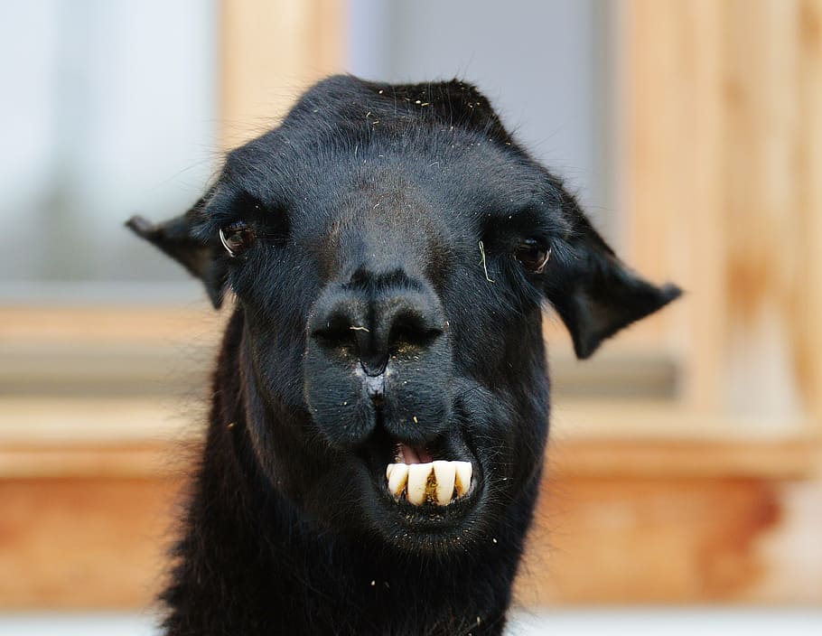 lama, black, animals, cute, good aiderbichl, sanctuary, animal rescue HD wallpaper