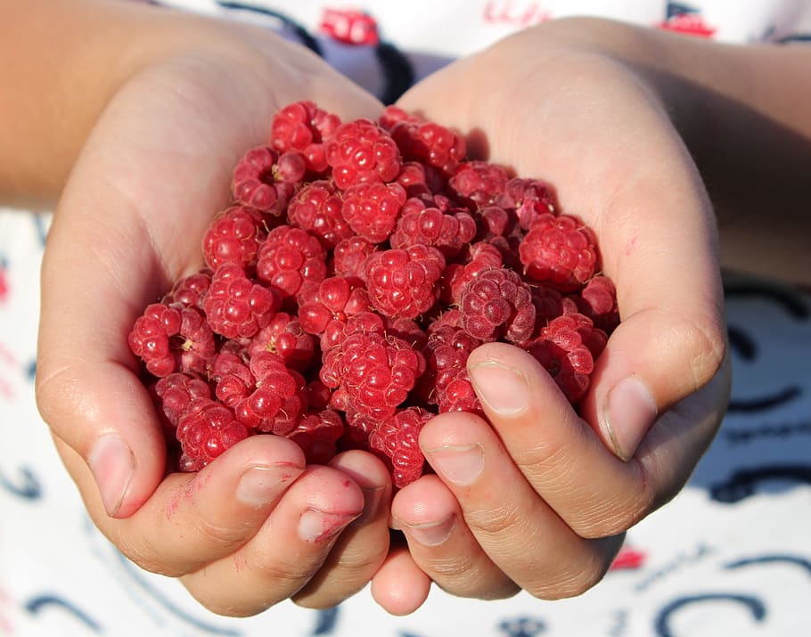 red berries, raspberry, handful, hands, closeup, ripe raspberry HD wallpaper