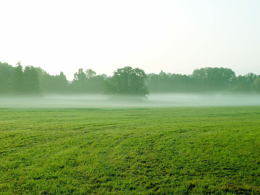 Fog, Meadow, Ground, Landscape, Mist, forest, outdoor, field HD wallpaper