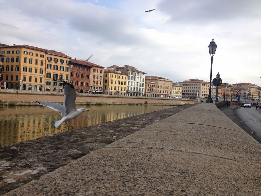 Seagull, City, Italy, Pisa, Bird, River, autumn, arno, cloud - sky, HD wallpaper