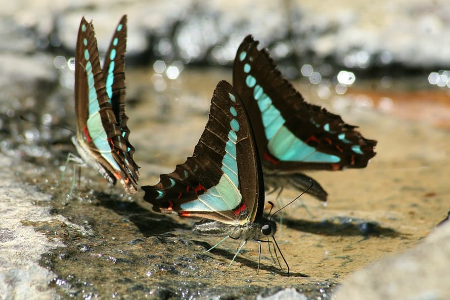 close up photography of three black\-and-teal butterflies, butterfly HD wallpaper