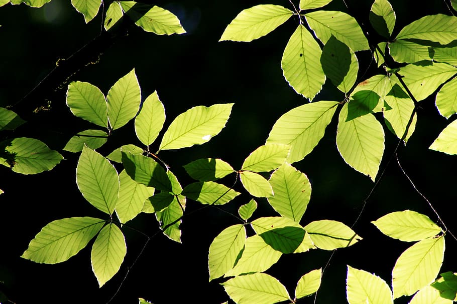 leaves, reverse light, green, branch, tree, nature, turkey HD wallpaper