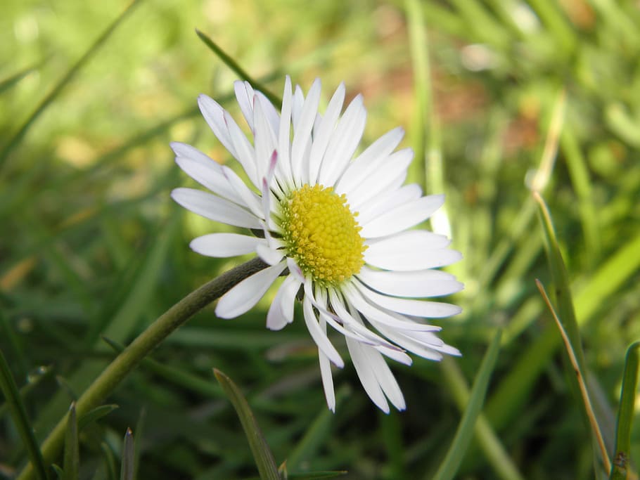 Daisy, Macro, Plant, Flower, Spring, white, green, nature, close HD wallpaper